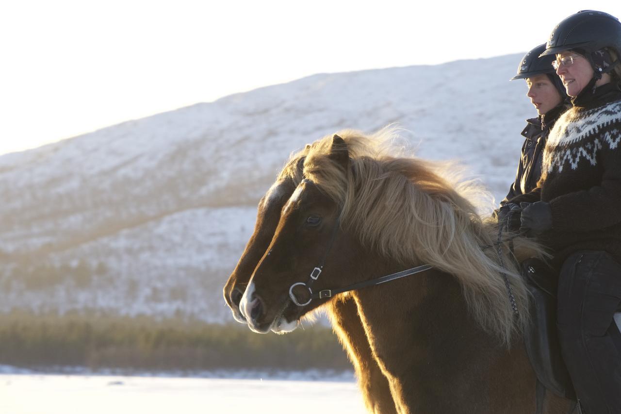 Ofelas Islandshaestar & Guideservice Kiruna Eksteriør bilde