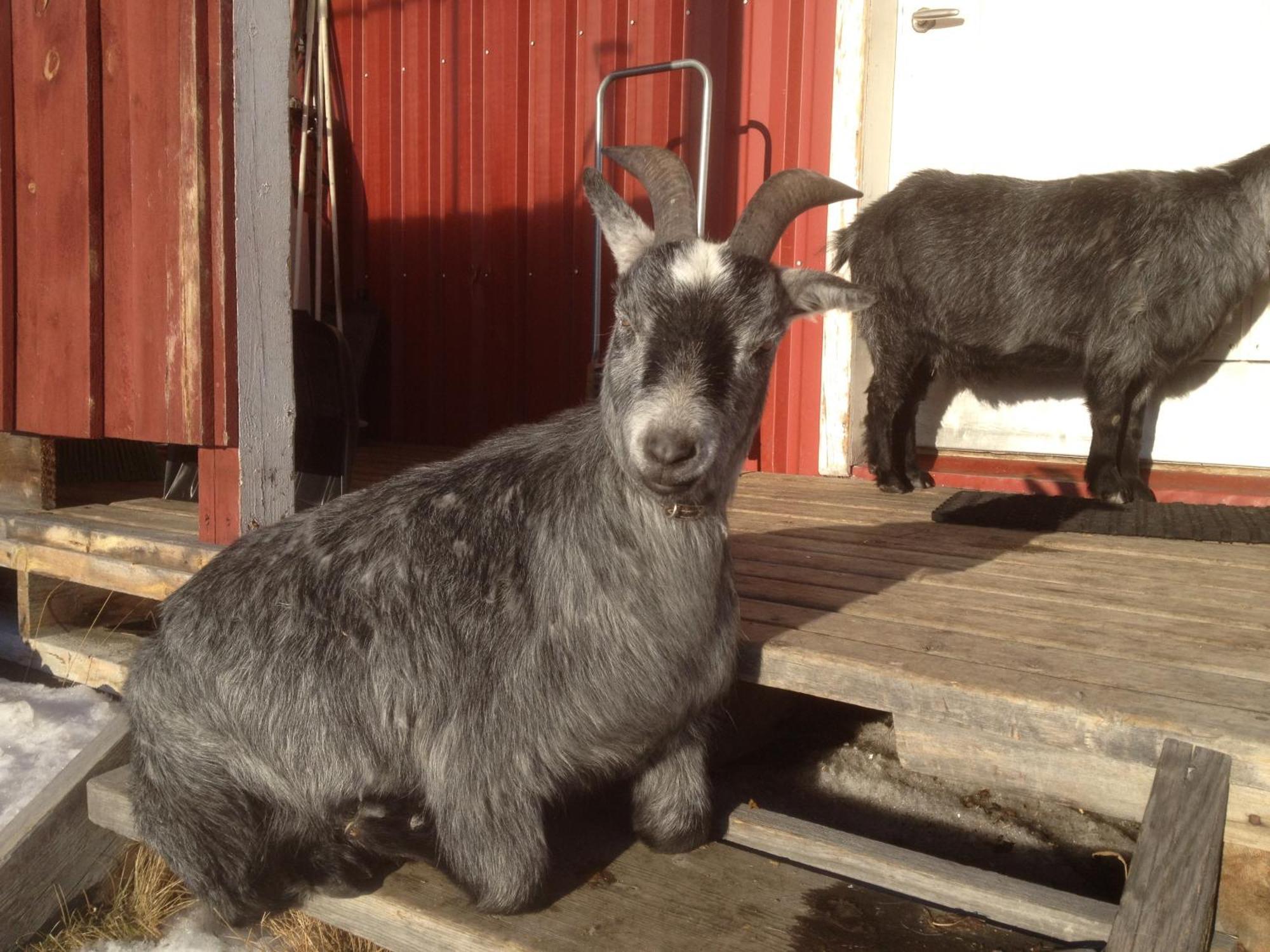 Ofelas Islandshaestar & Guideservice Kiruna Eksteriør bilde