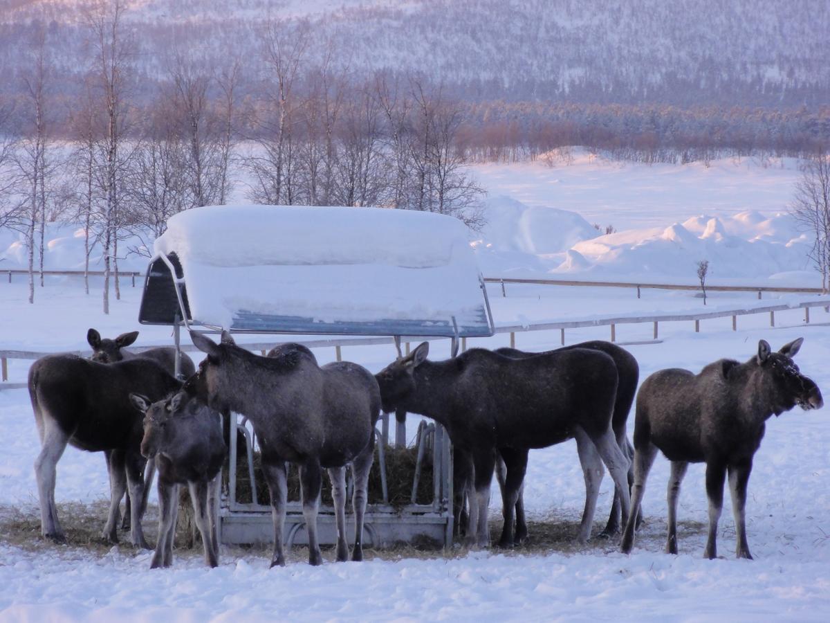 Ofelas Islandshaestar & Guideservice Kiruna Eksteriør bilde